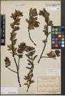 Foto von Salix hastata L.
